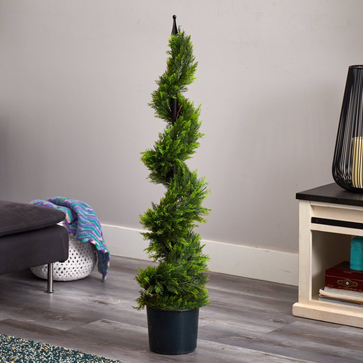 4' Cypress Spirial Silk Tree