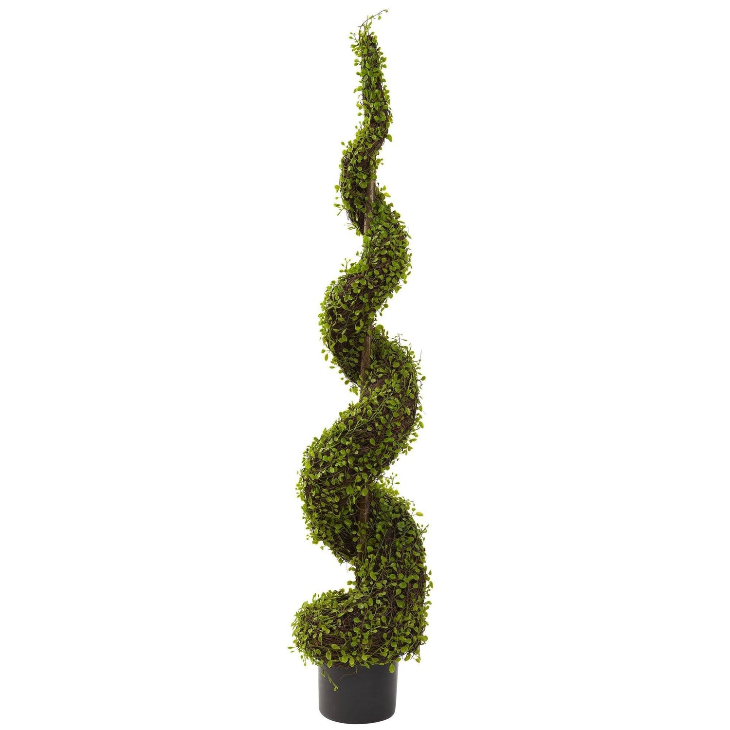 4’ Mohlenbechia Spiral Tree