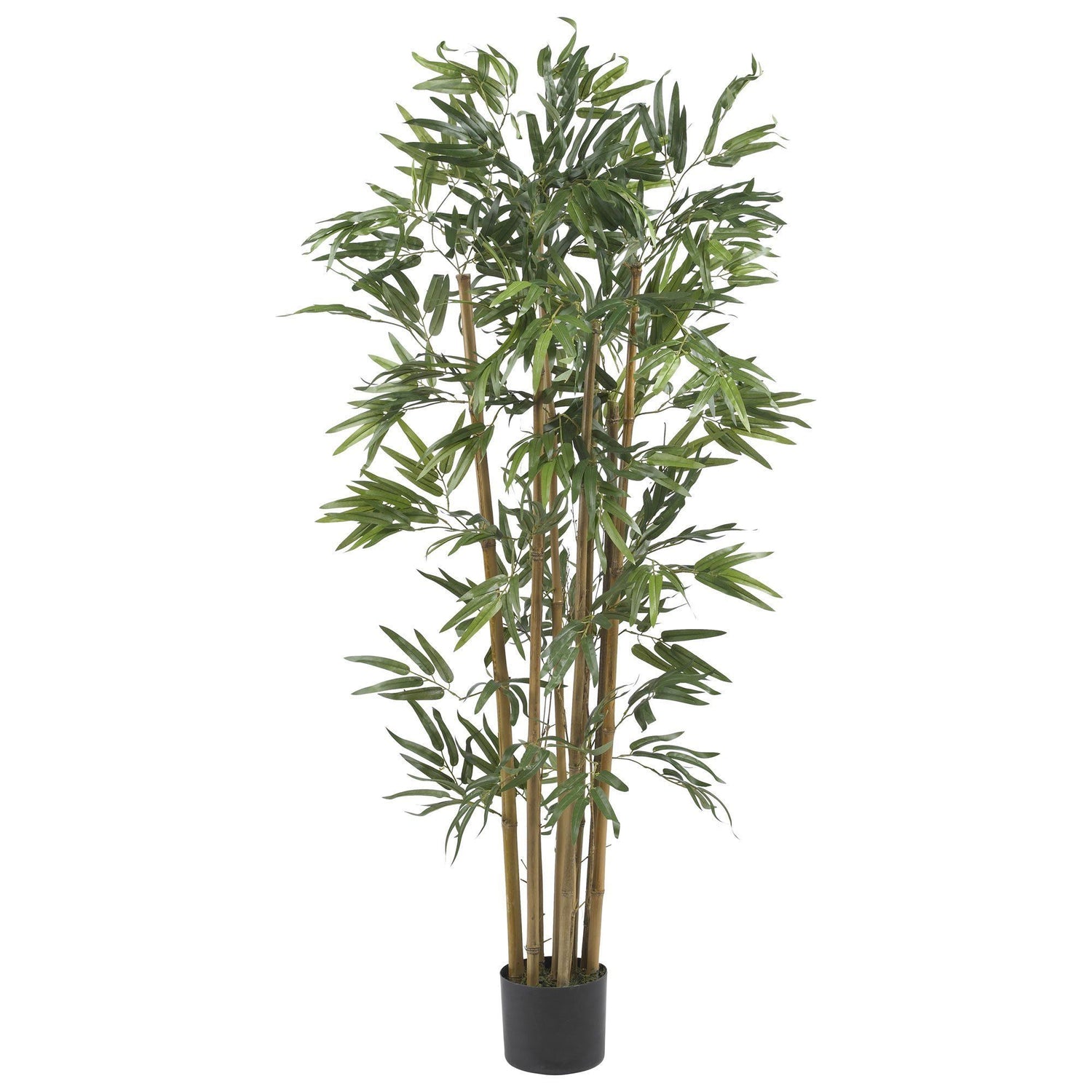 4' Multi Bambusa Bamboo Silk Tree