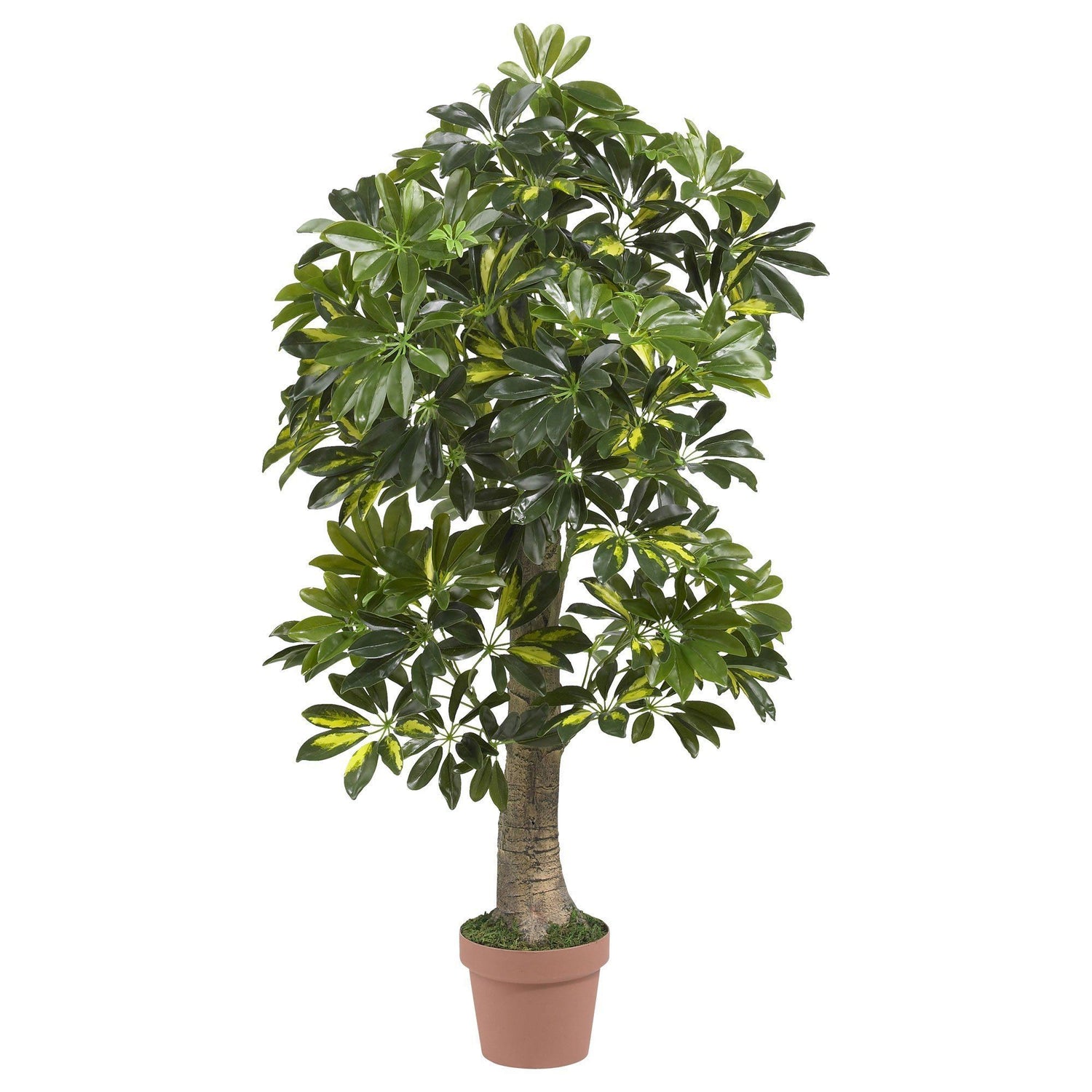 4’ Schefflera Silk Tree (Real Touch)