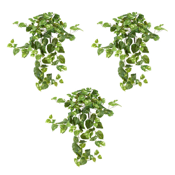 40” Pothos Hanging Bush (Set of 3)