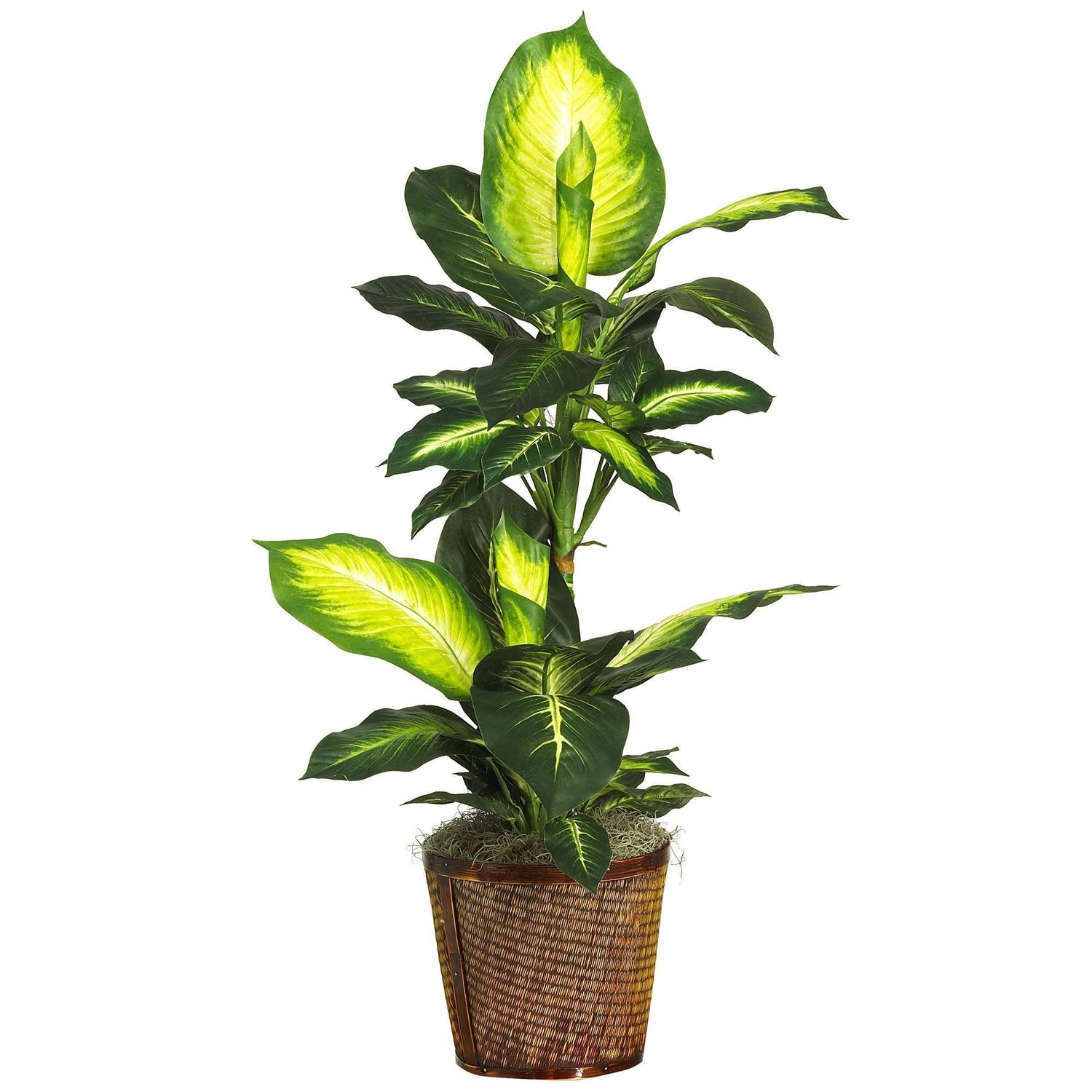 42" Golden Dieffenbachia  w/Basket Silk Plant"