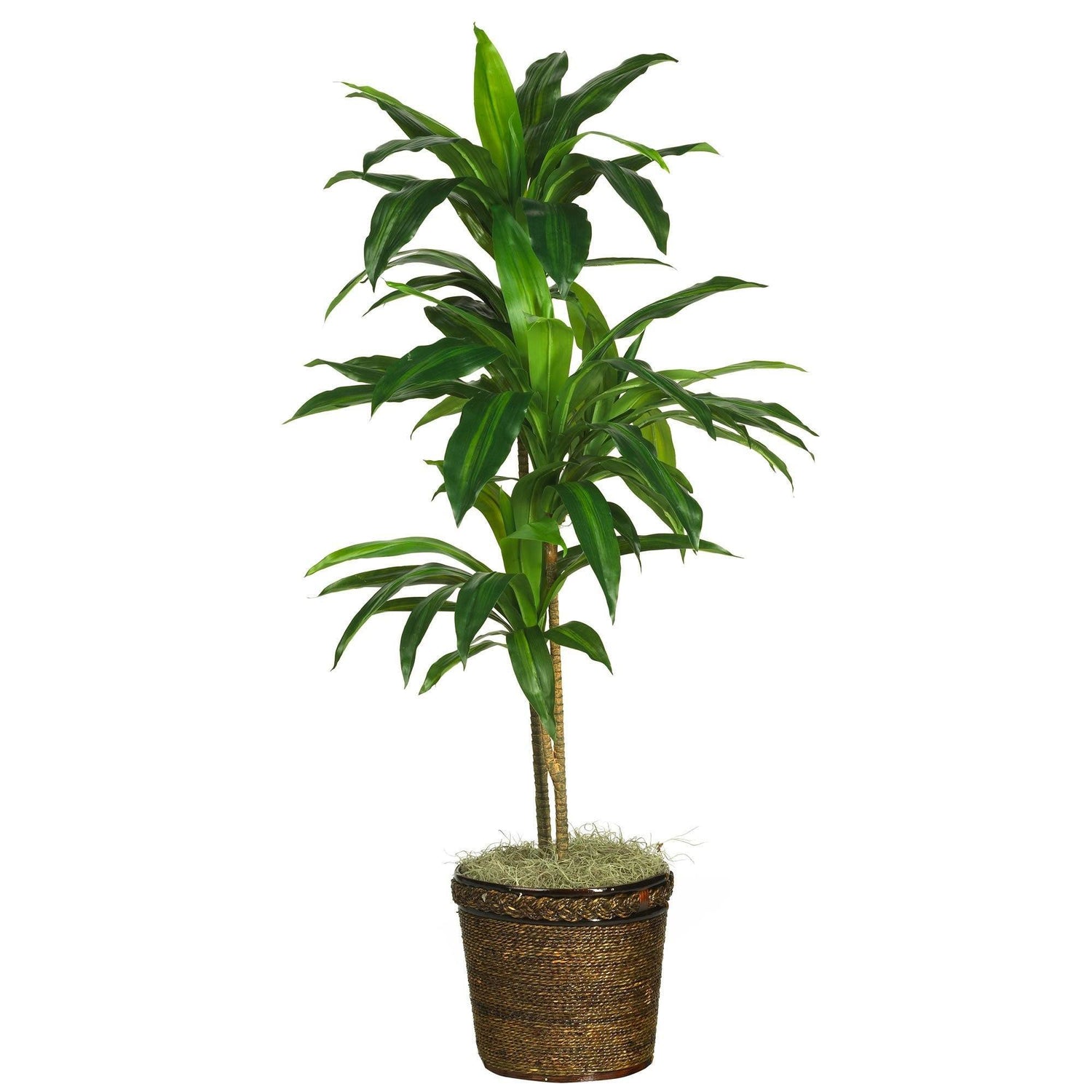 48" Dracaena w/Basket Silk Plant (Real Touch)"