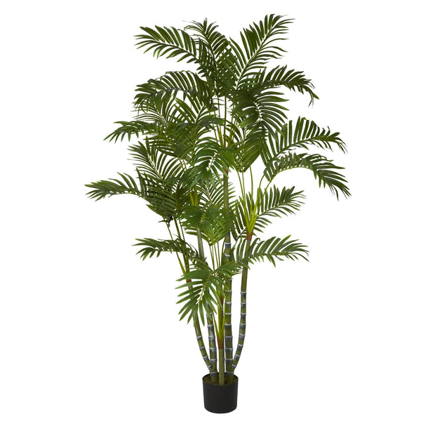 5' Areca Silk Tree