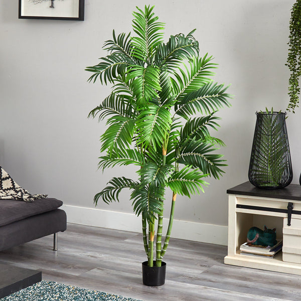 5' Areca Silk Tree