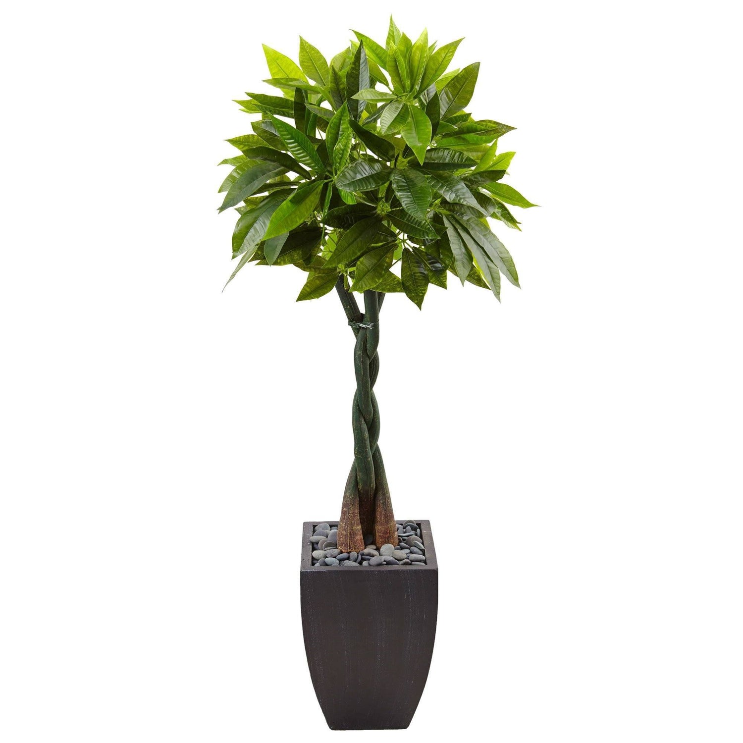 5’ Money Tree in Black Square Planter