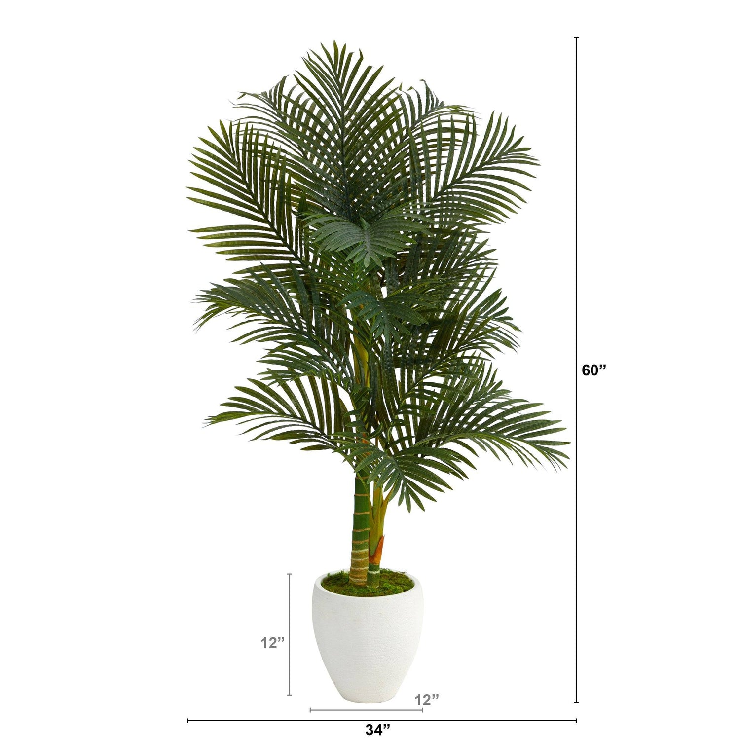 5’ Paradise Palm Artificial Tree in White Planter with Faux Moss