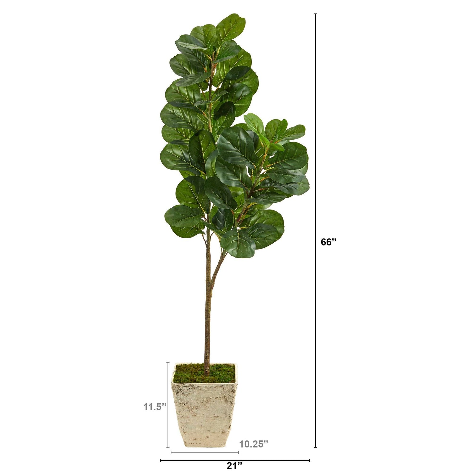 5.5’ Fiddle leaf Fig Artificial Tree in Country White Planter