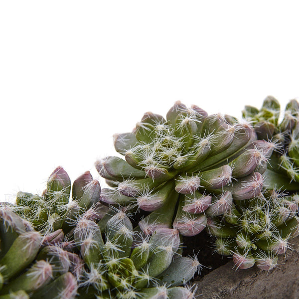 5.5” Succulent Garden w/Textured Concrete Planter