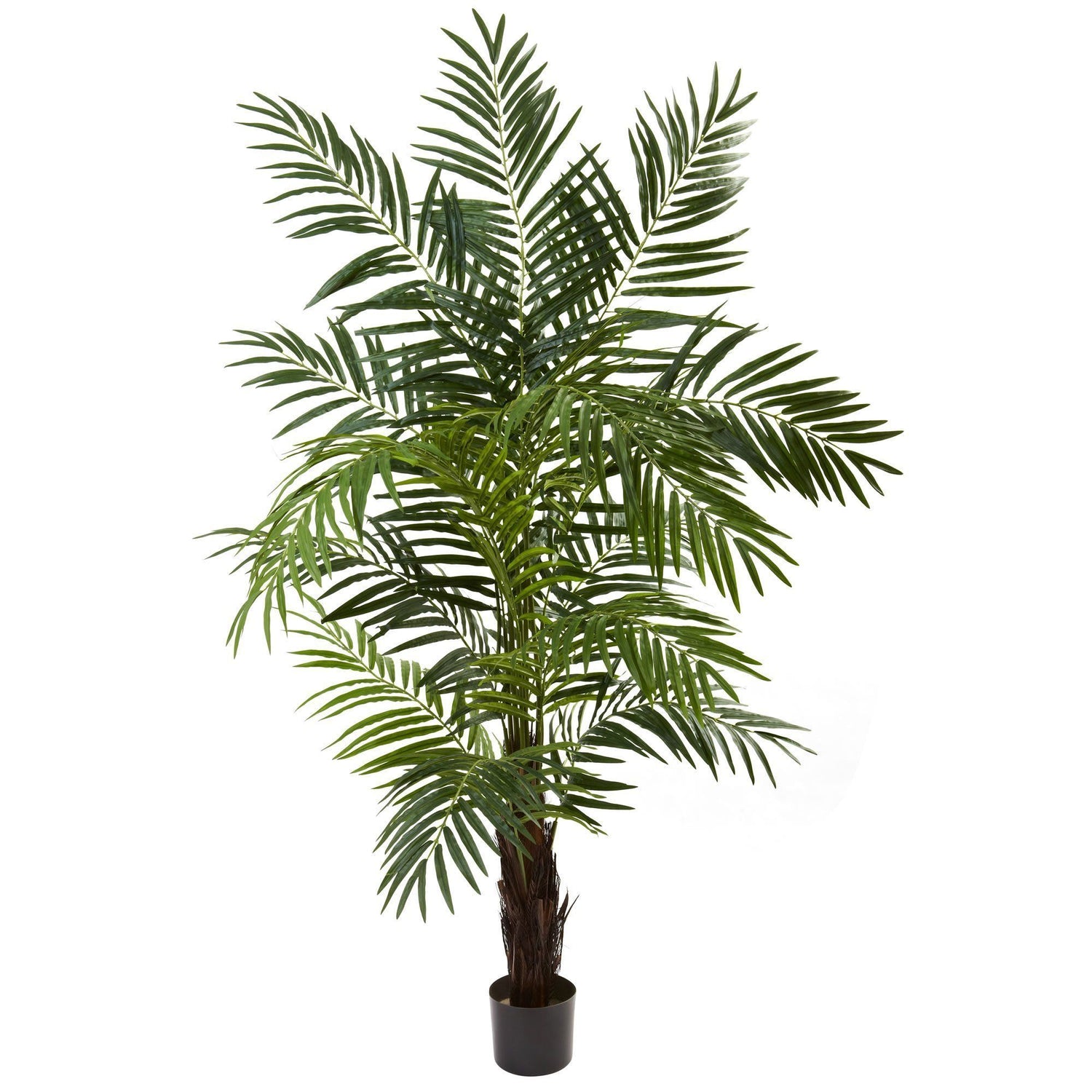 6’ Areca Palm Tree