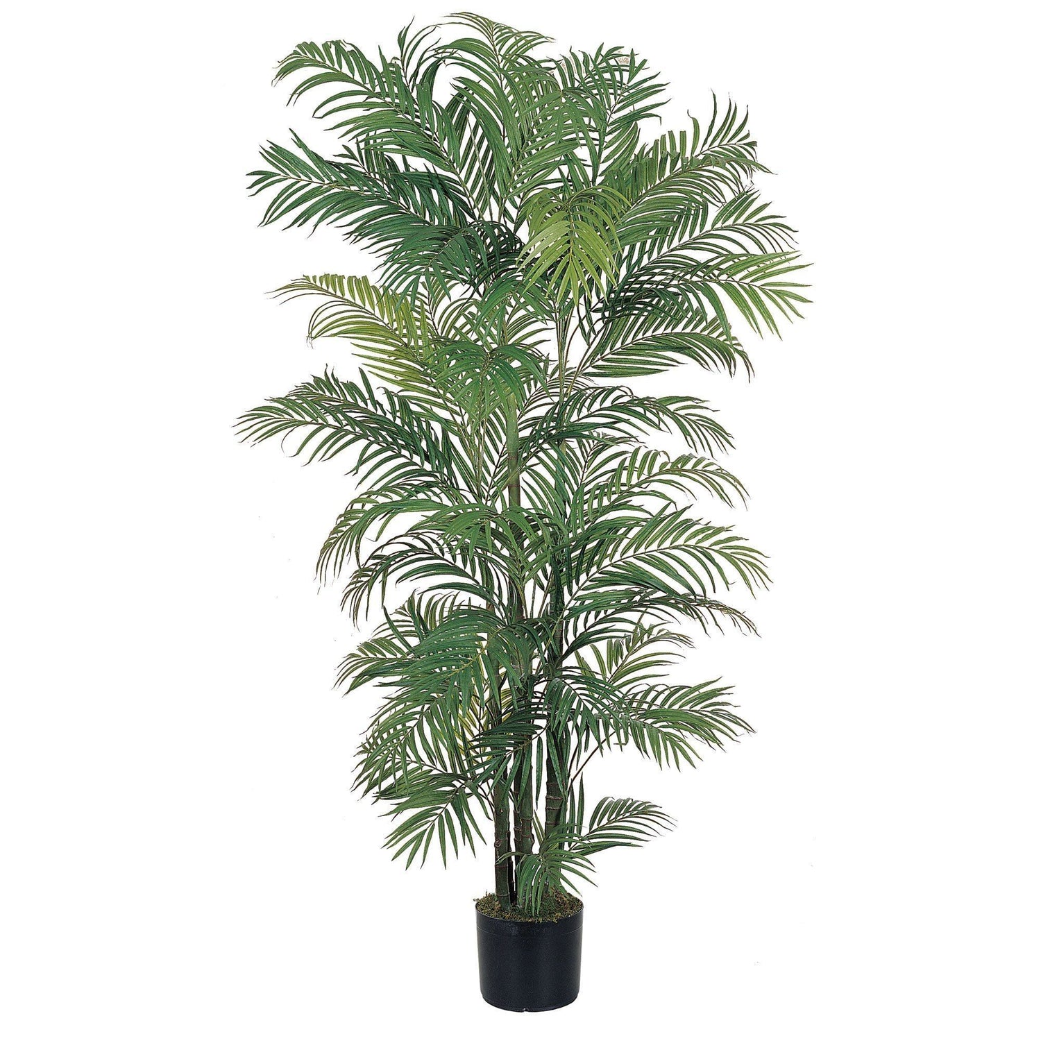 6' Areca Silk Palm Tree