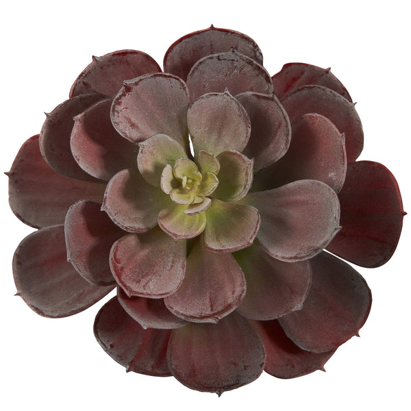 6” Echeveria Succulent (Set of 12)