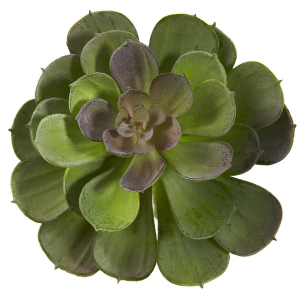 6” Echeveria Succulent (Set of 12)