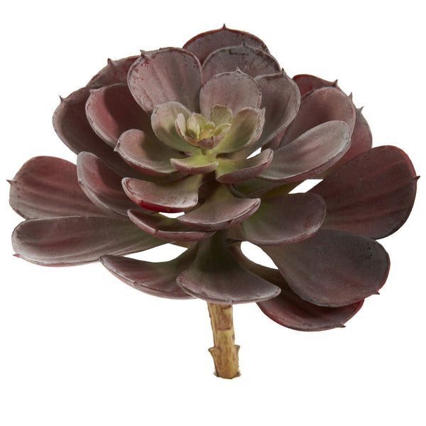 6” Echeveria Succulent (Set of 12)