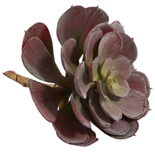 6” Echeveria Succulent (Set of 12)