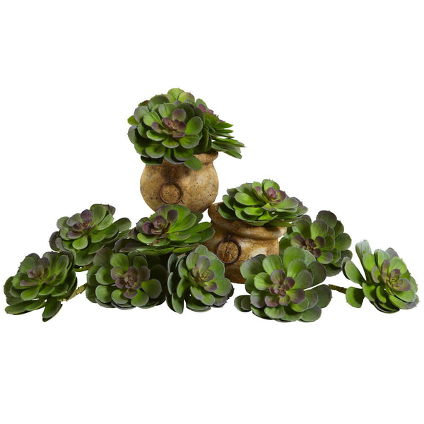 6” Echeveria Succulent (Set of 12)