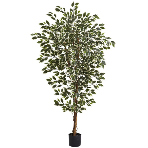 6' Hawaiian Ficus Tree