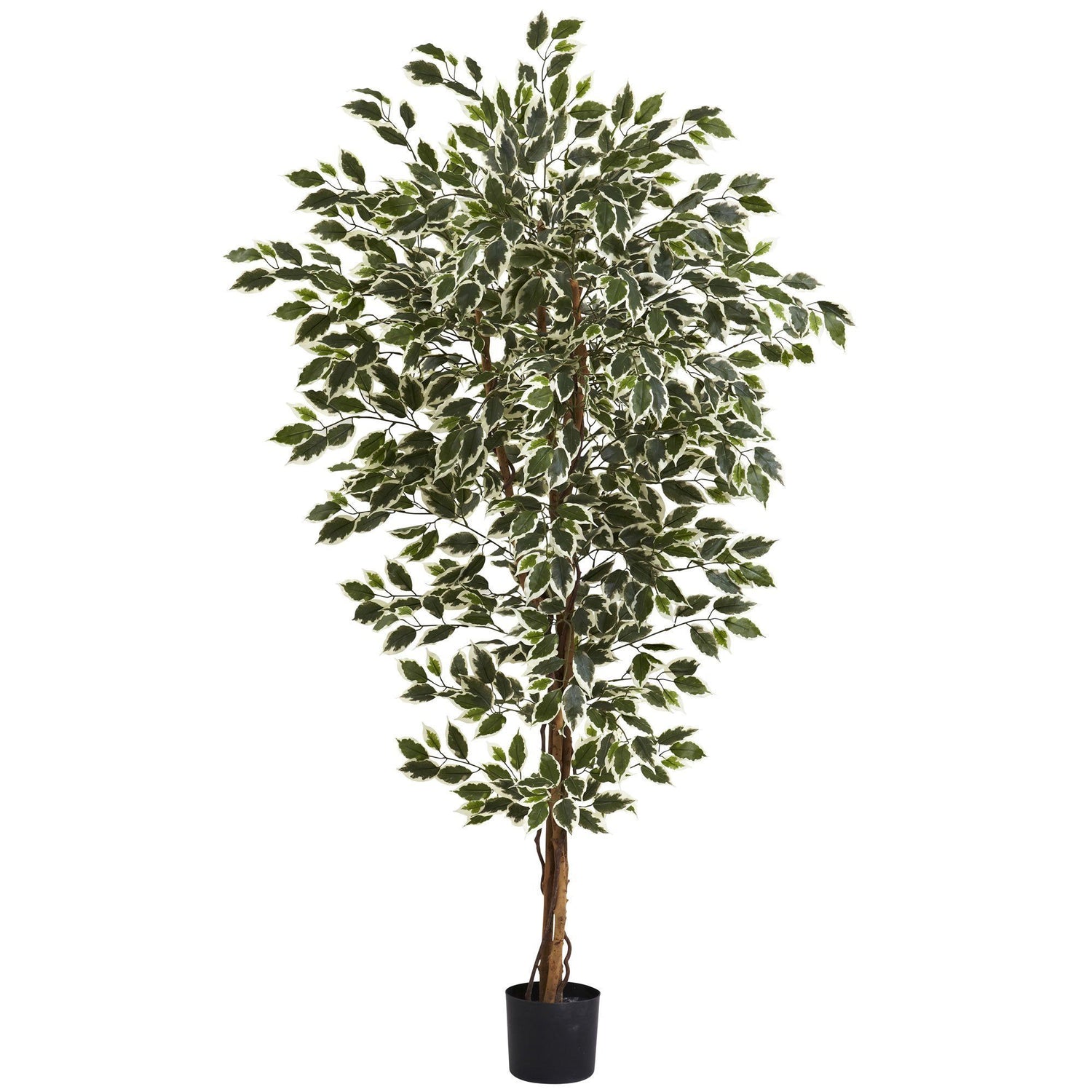 6' Hawaiian Ficus Tree