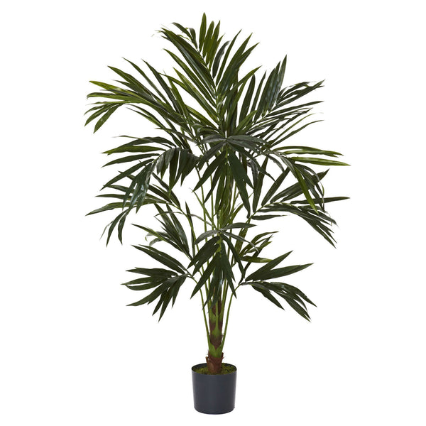 6' Kentia Silk Tree