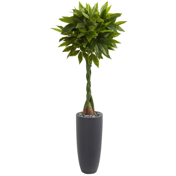 5.5’ Money Artificial Tree in Gray Cylinder Planter (Real Touch)