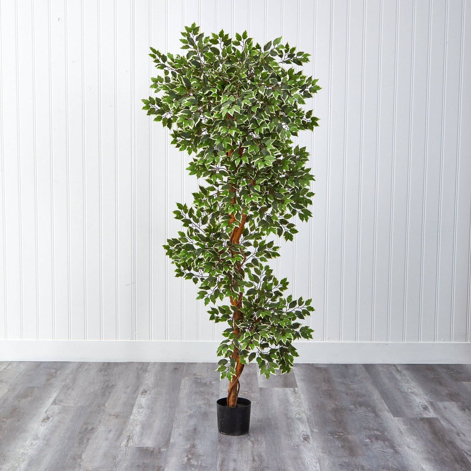 6’ Variegated Ficus Tree