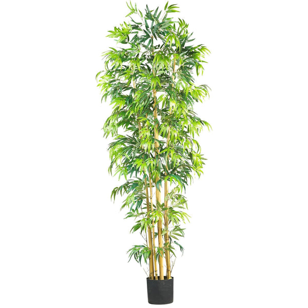 7' Multi Bambusa Bamboo Silk Tree