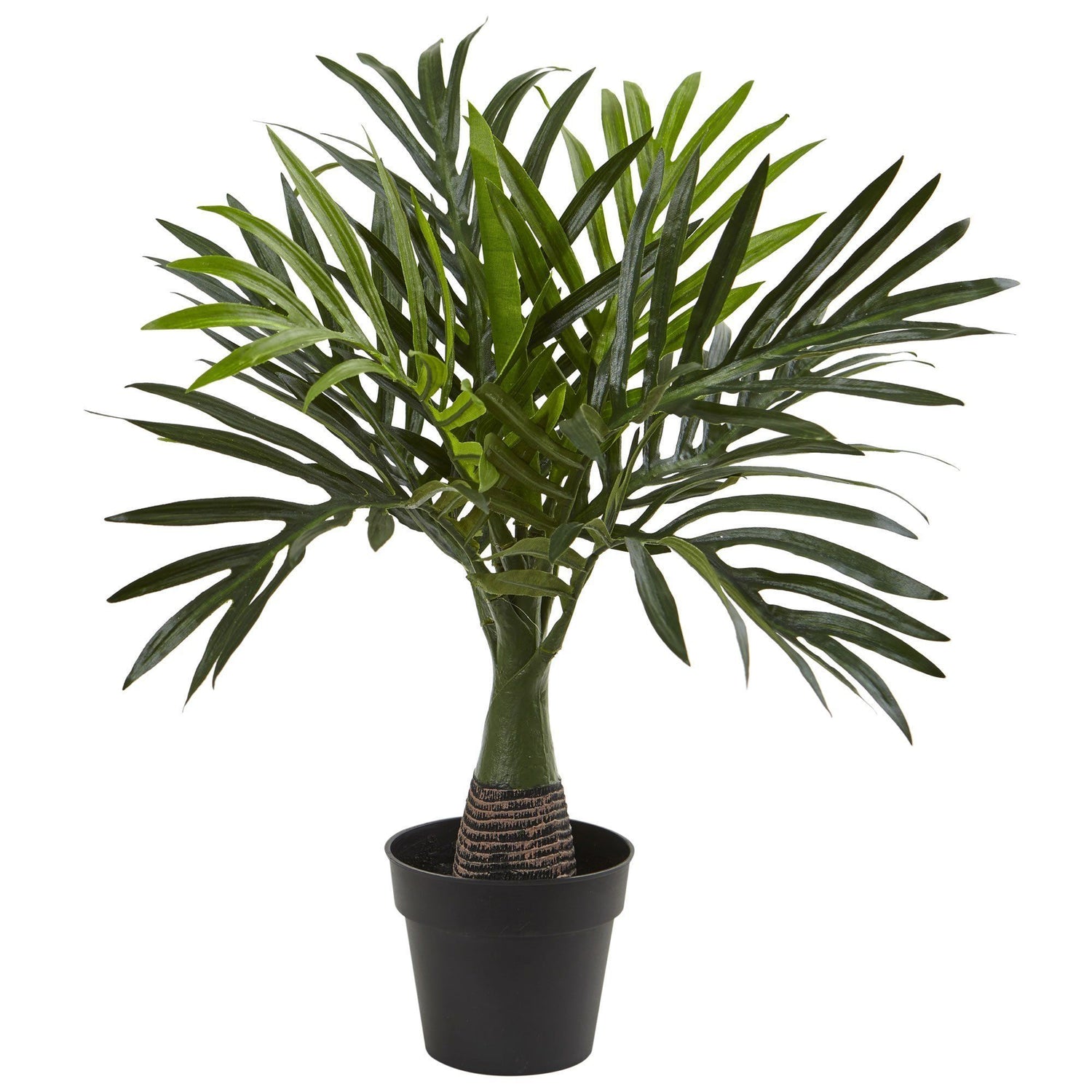 Areca, Fountain & Banana Palm (Set of 3)