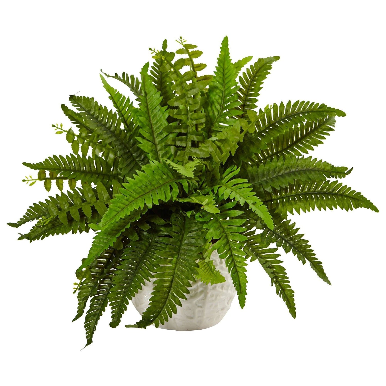 Boston Fern in White Planter