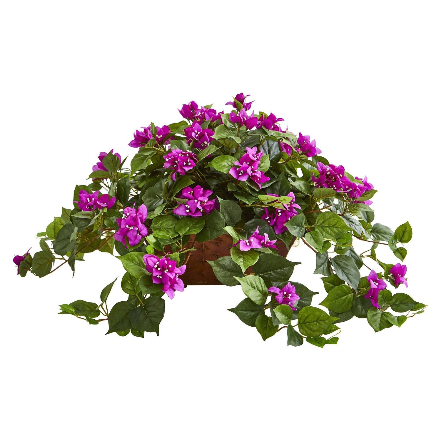 Bougainvillea in Metal Planter