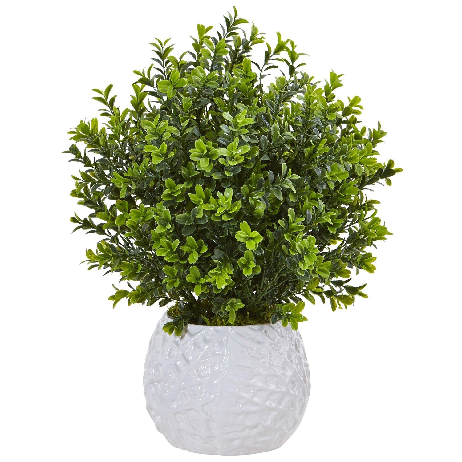 Boxwood in White Vase (Indoor/Outdoor)