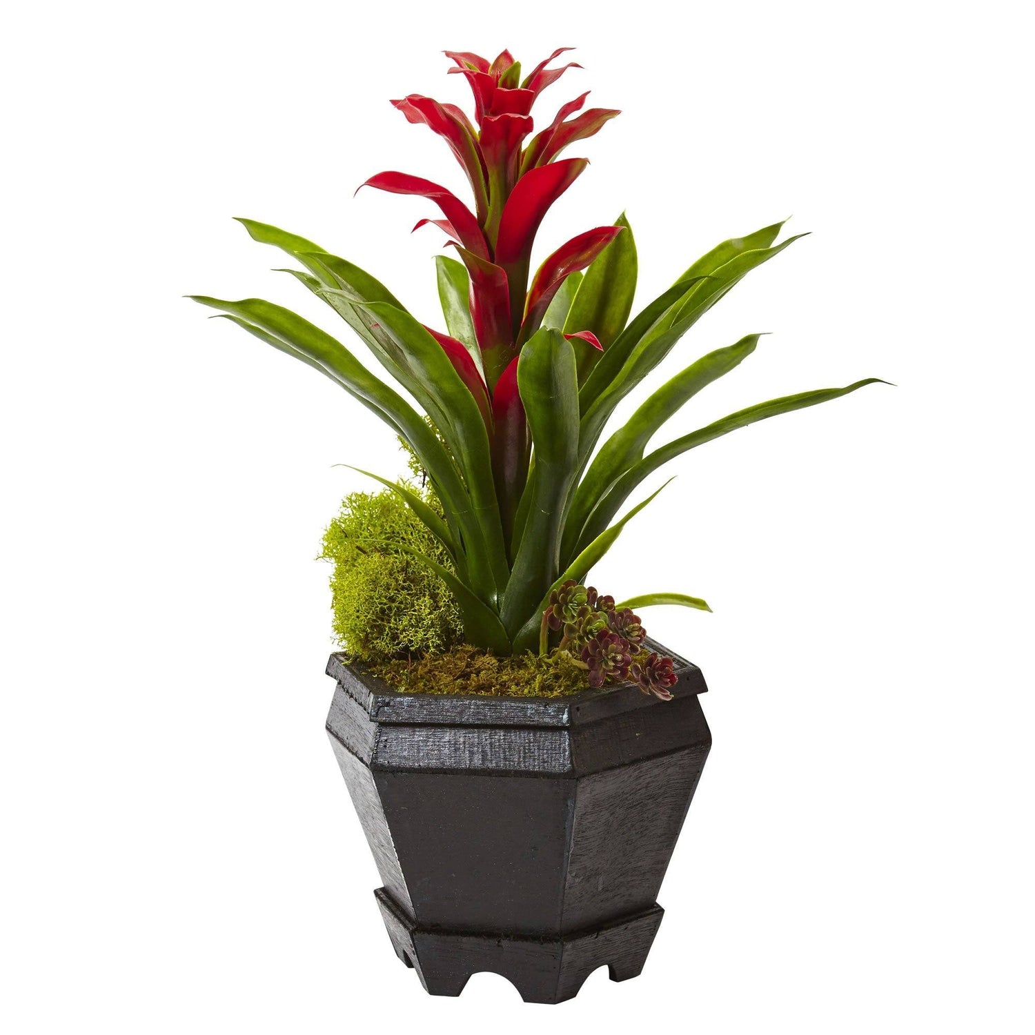 Bromeliad in Black Hexagon Planter