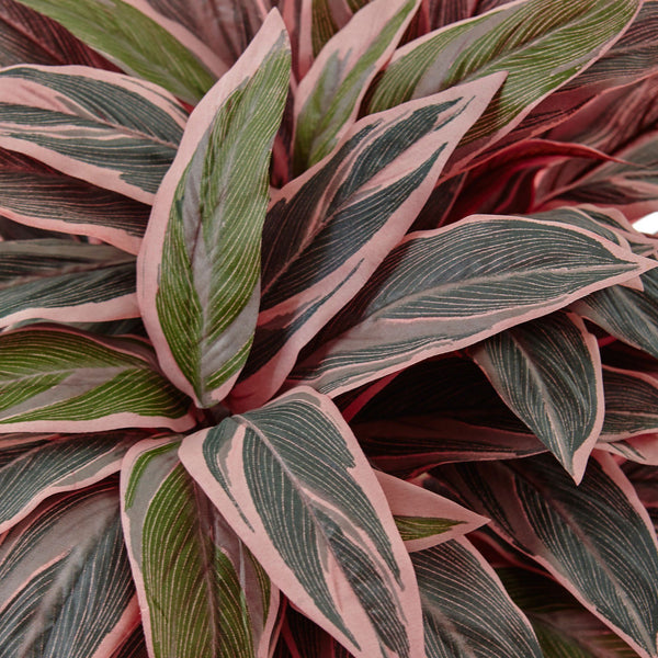 Caladium in Black Glossy Planter