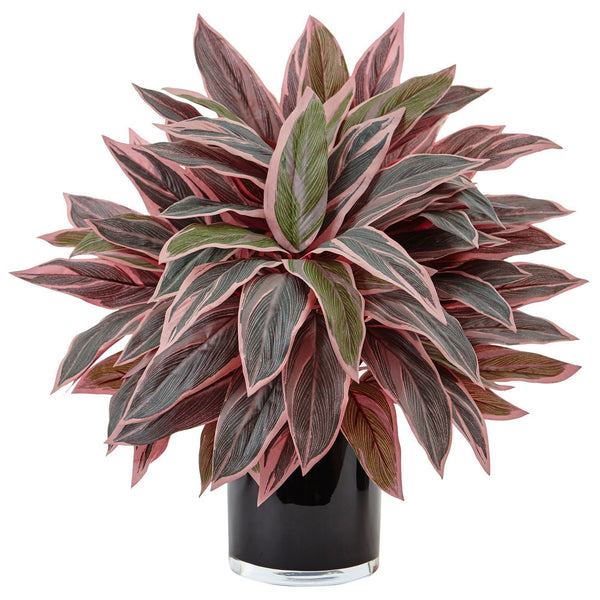 Caladium in Black Glossy Planter