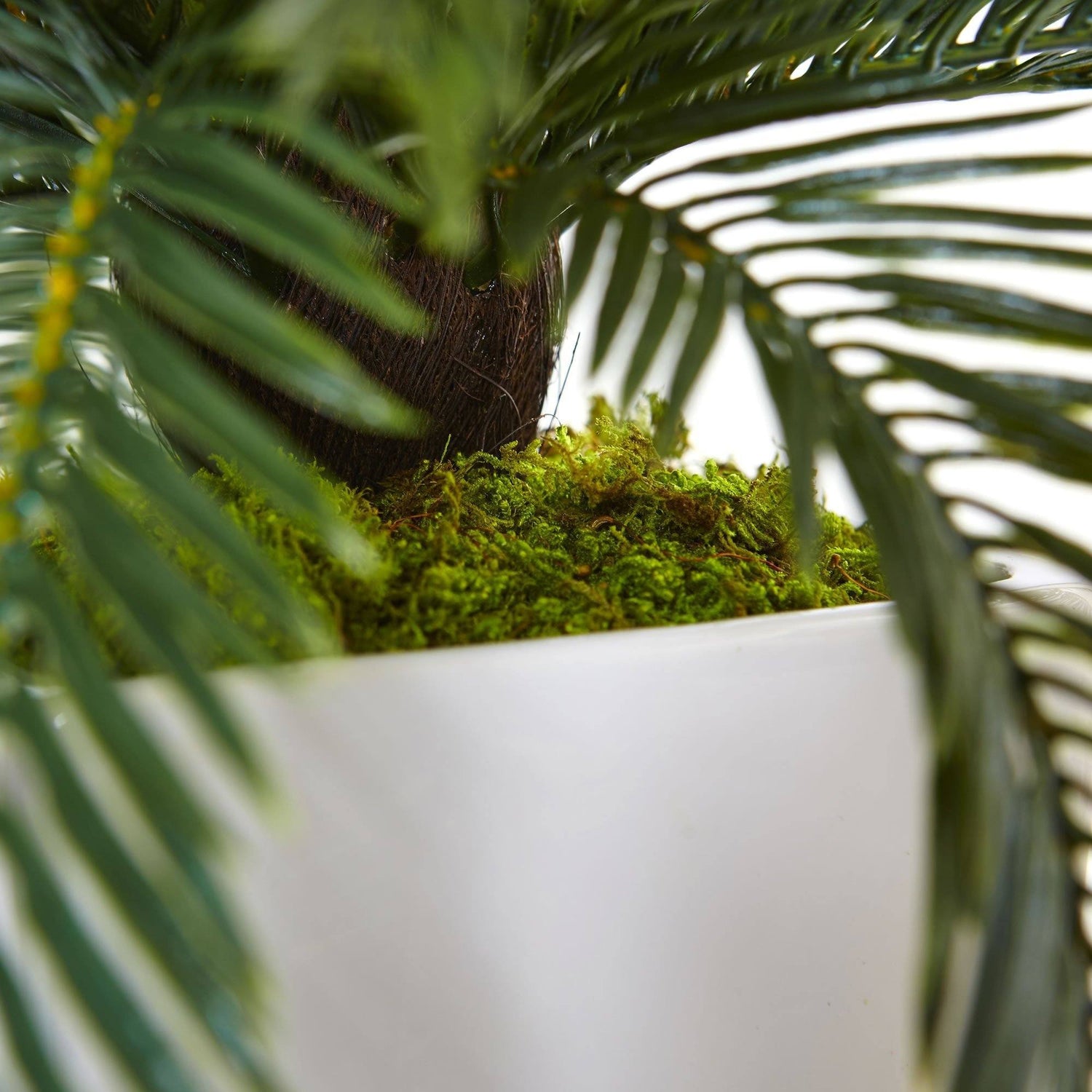 Cycas in White Planter