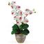 Double Stem Phalaenopsis Silk Orchid Arrangement