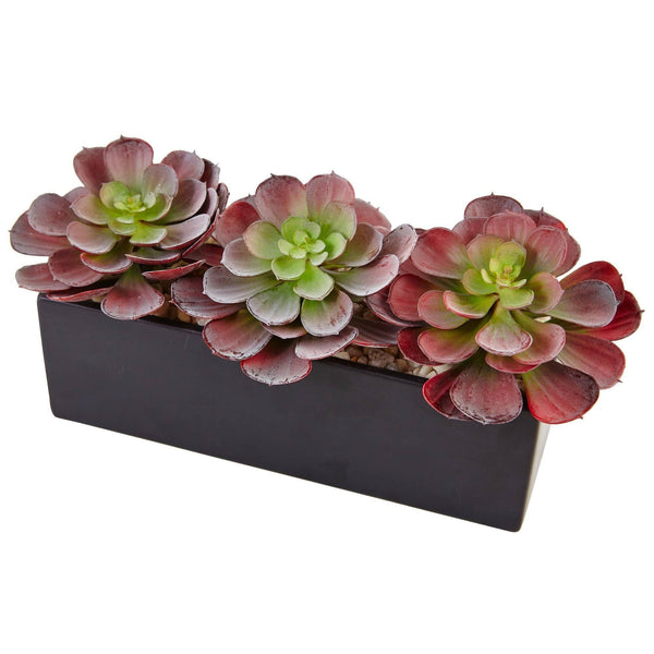 Echeveria Succulent in Rectangular Planter