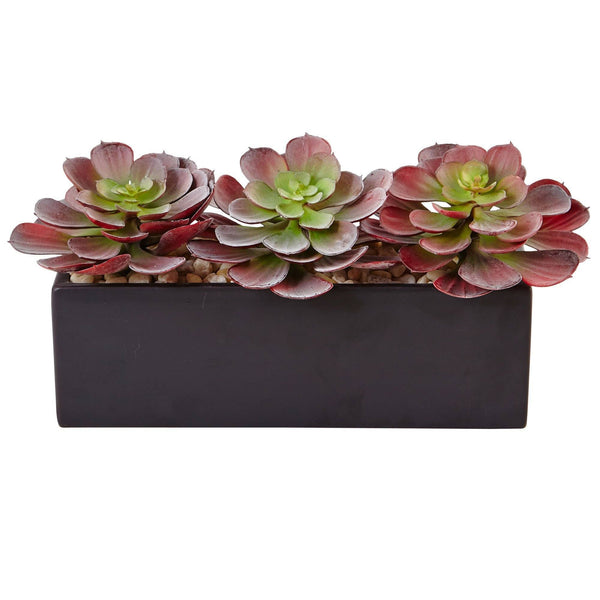 Echeveria Succulent in Rectangular Planter