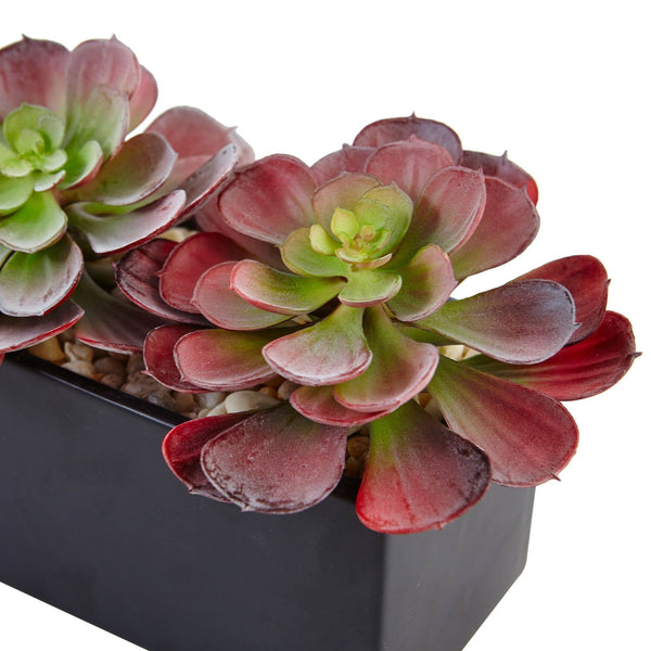 Echeveria Succulent in Rectangular Planter