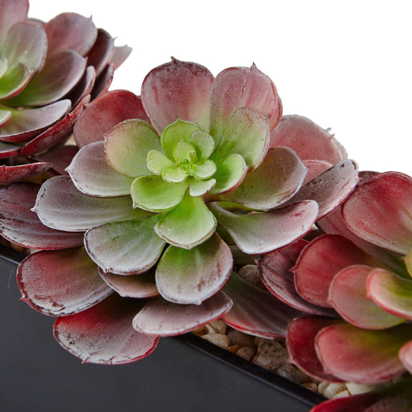 Echeveria Succulent in Rectangular Planter