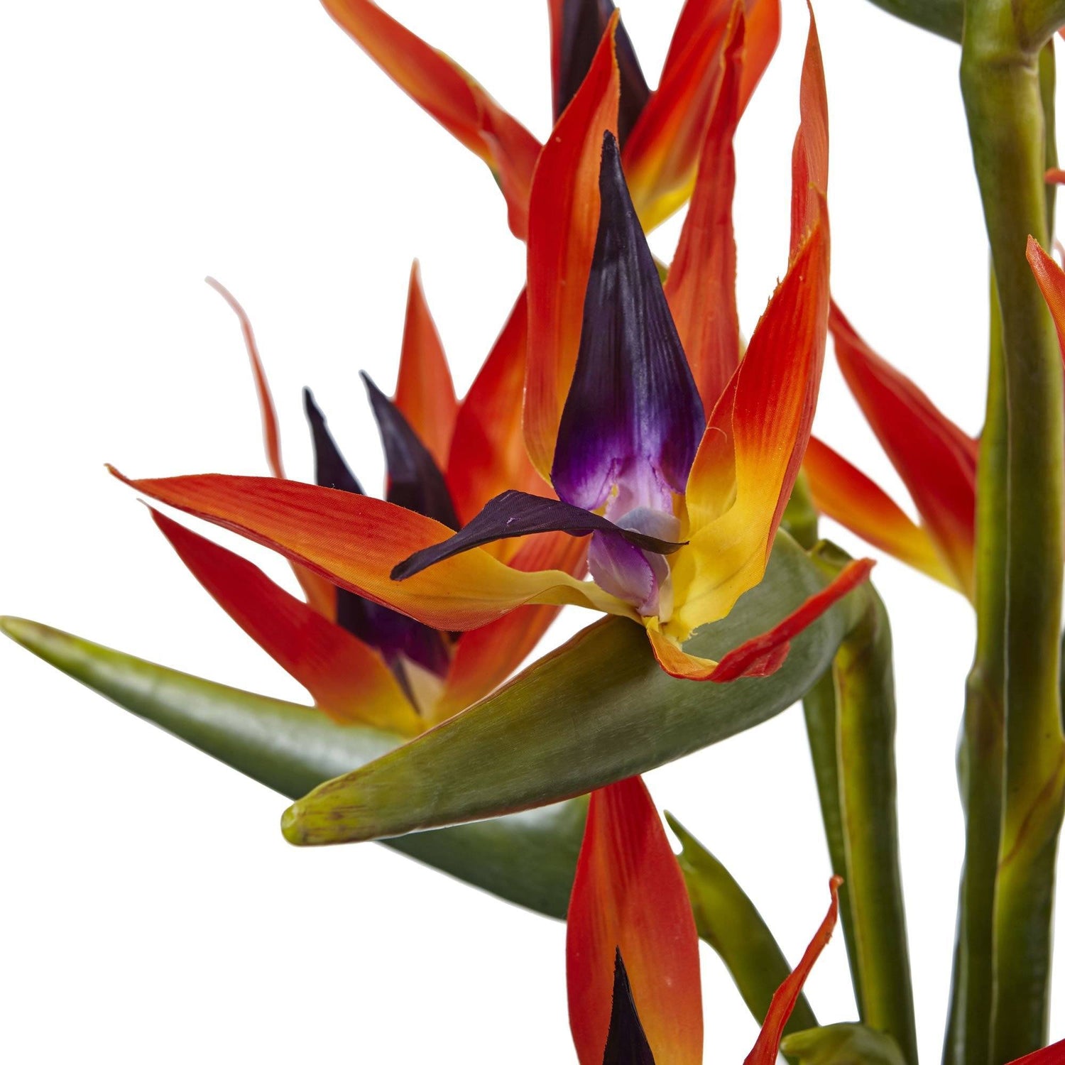 Large Birds of Paradise in Vase