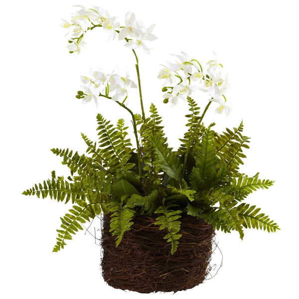 Mini Phalaenopsis & Fern w/Bridsnest Planter