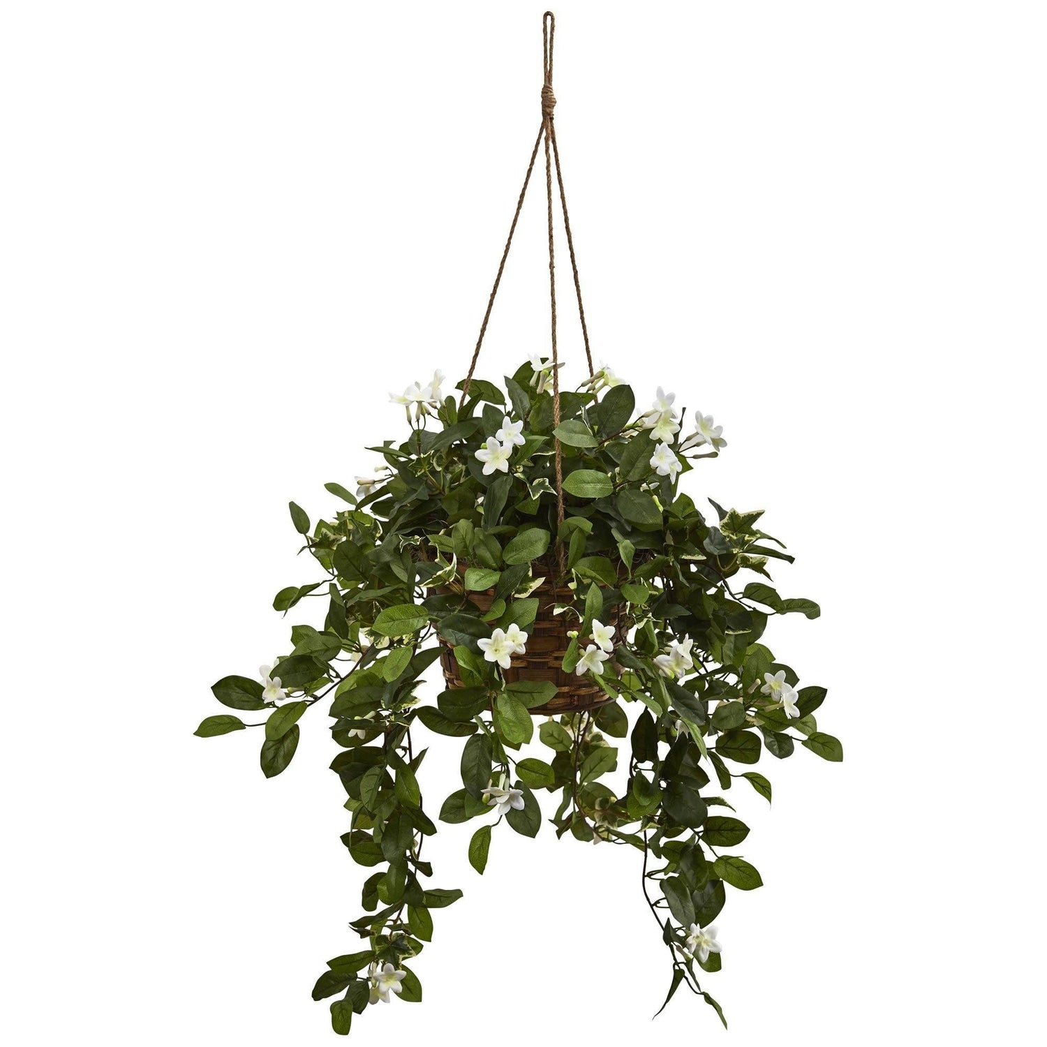 Mixed Stephanotis Hanging Basket