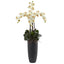 Phalaenopsis Orchid Arrangement with Bullet Planter