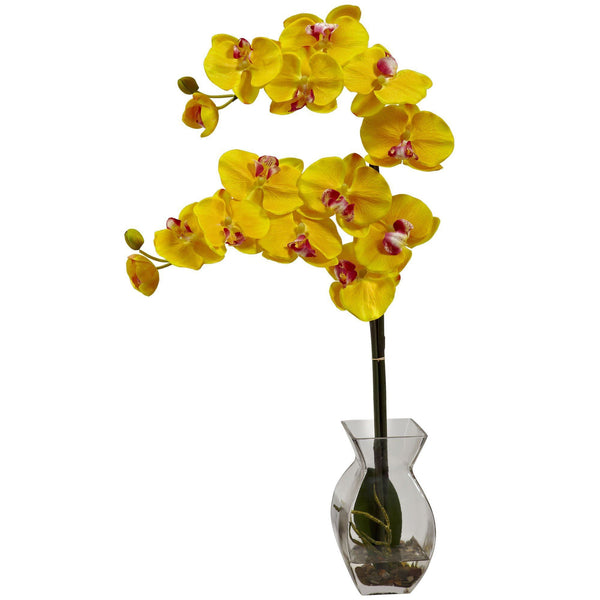 Phalaenopsis Orchid w/Vase Arrangement