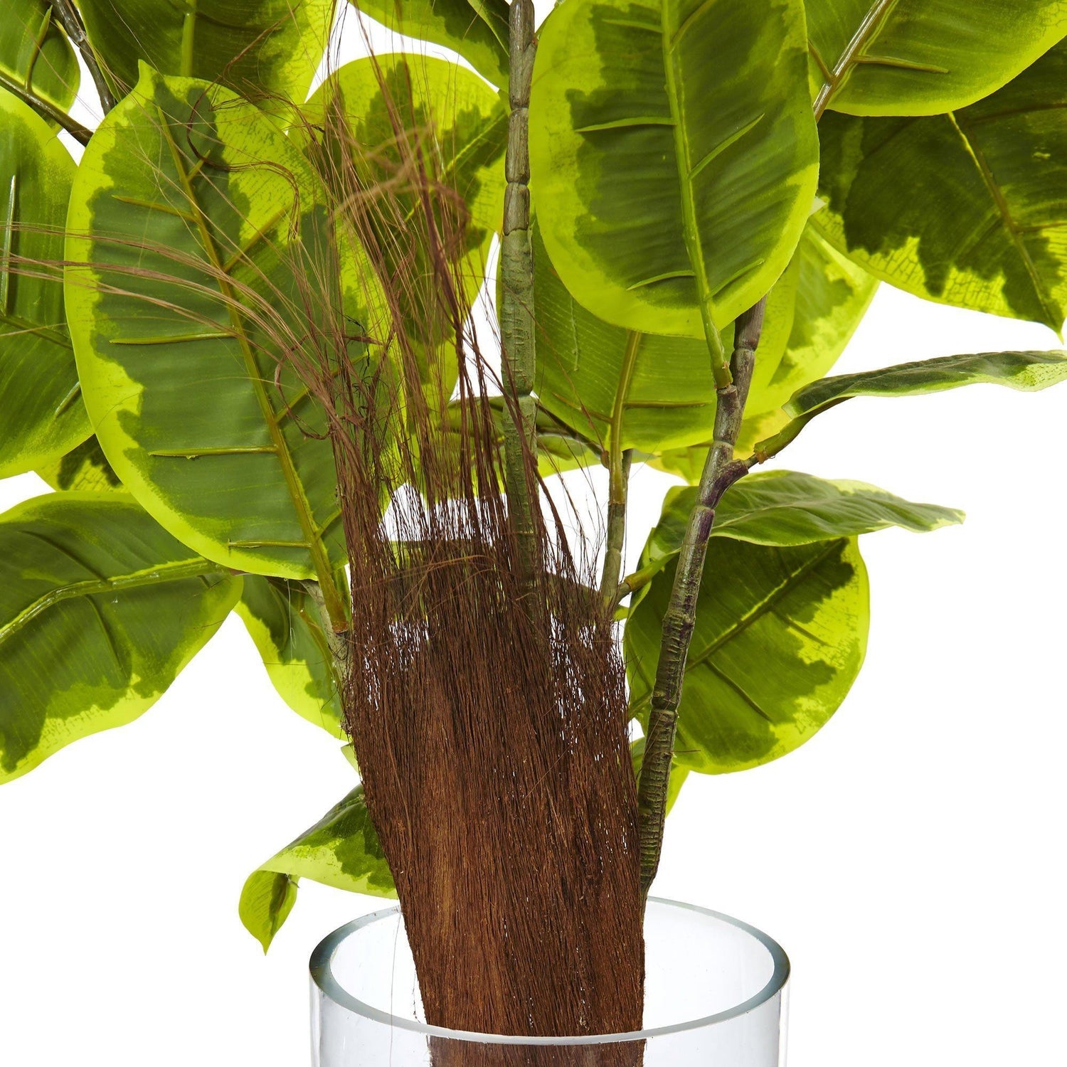 Rubber Plant in Glass Cylinder