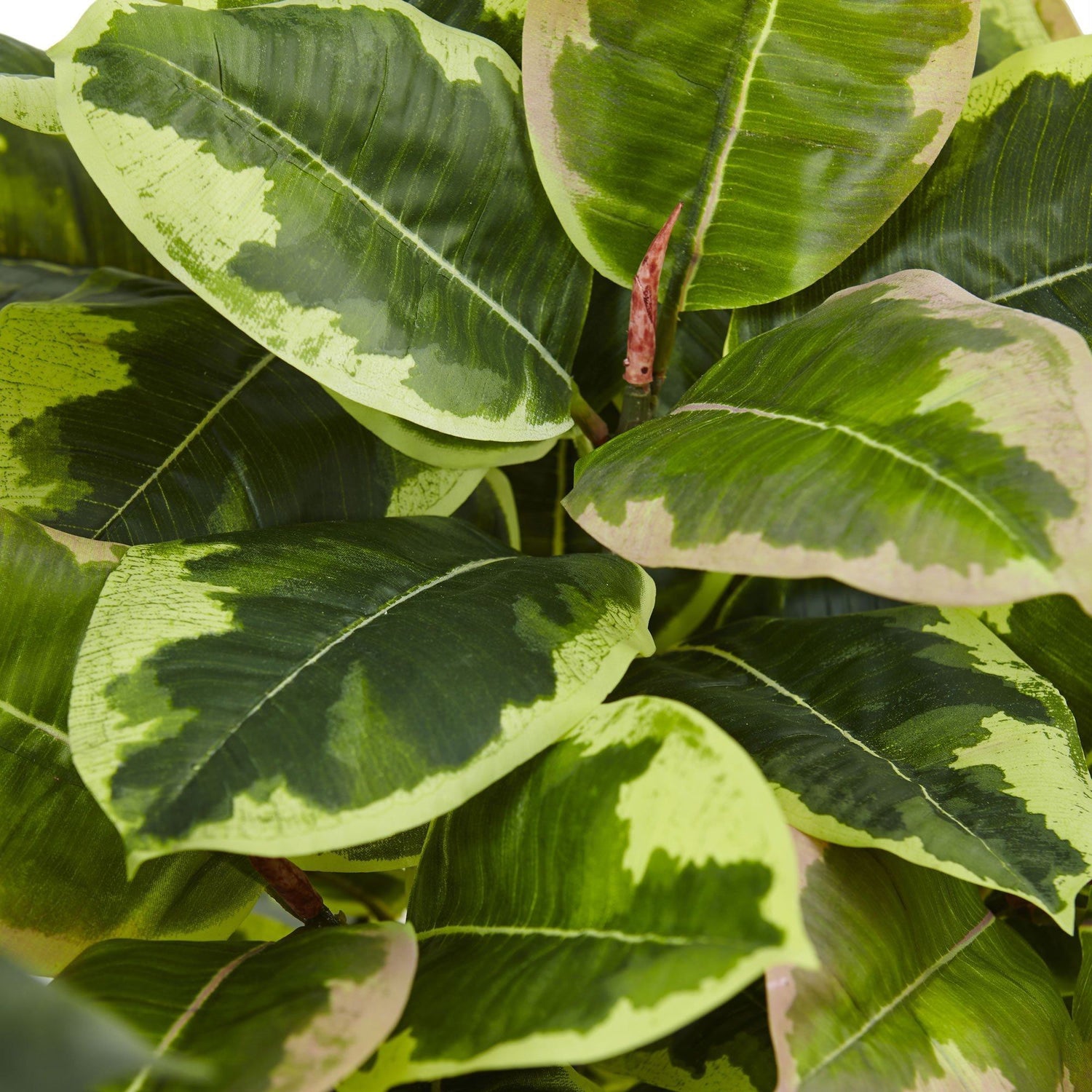 Rubber Plant in Glossy Cylinder (Real Touch)