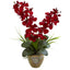 Seasonal Double Phalaenopsis Orchid Arrangement