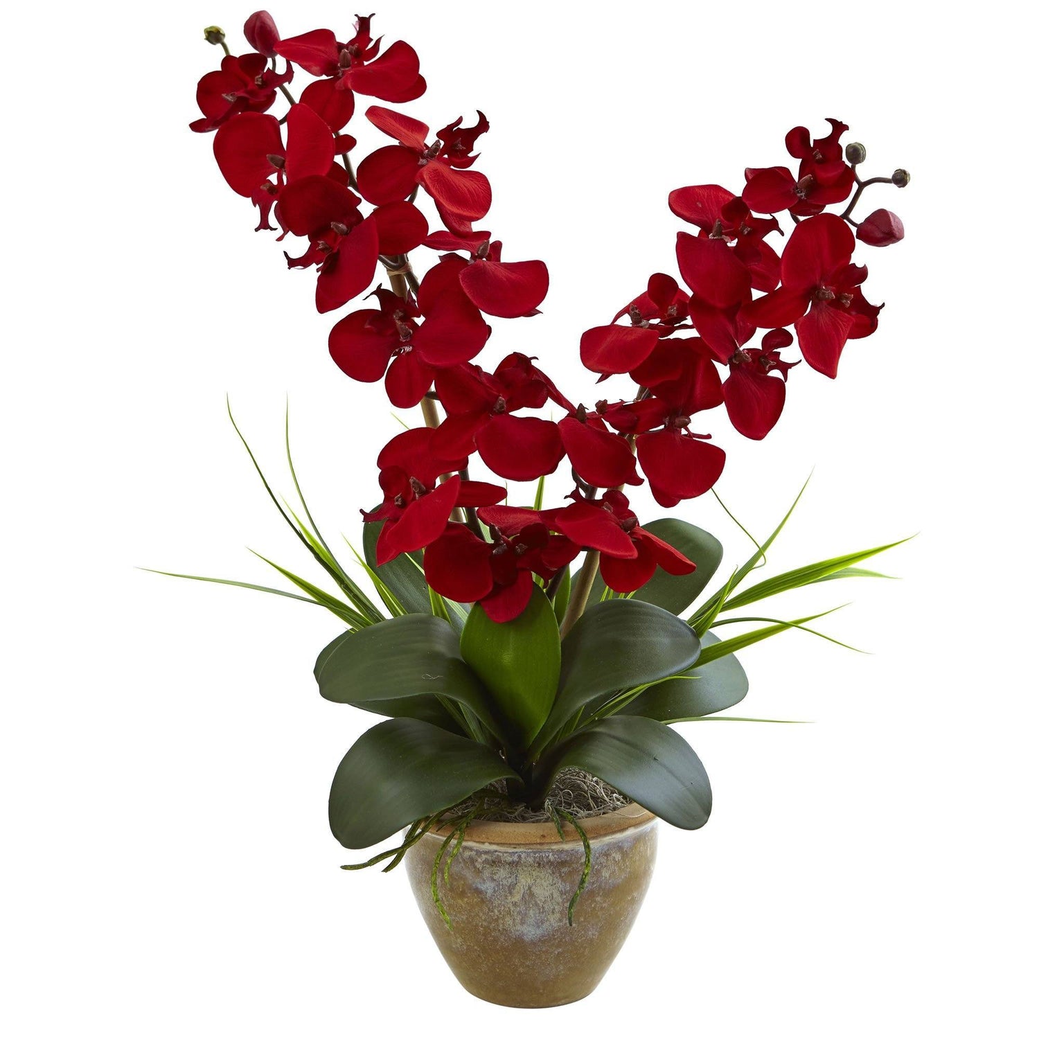 Seasonal Double Phalaenopsis Orchid Arrangement