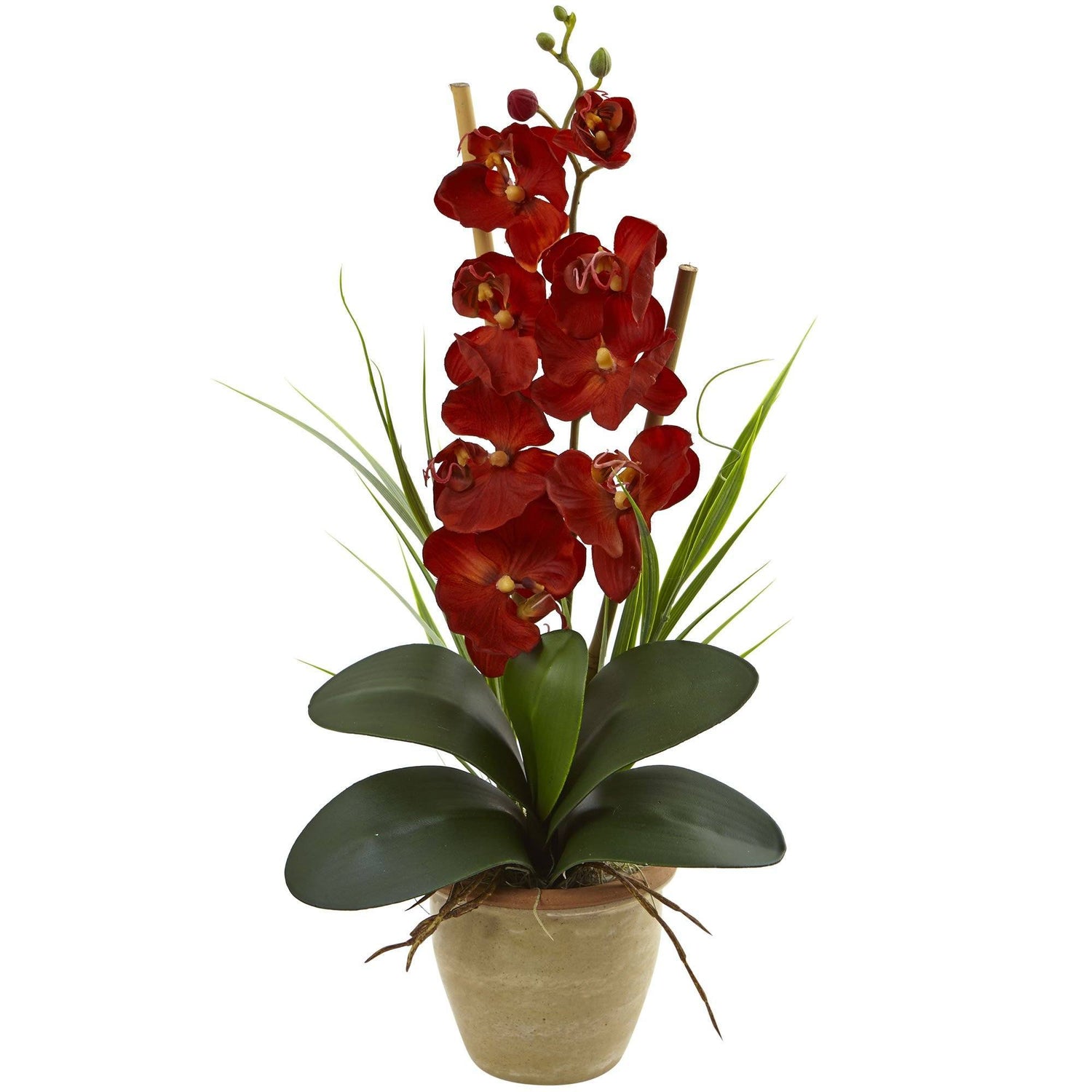 Seasonal Phalaenopsis Orchid Arrangement