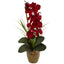 Seasonal Phalaenopsis Orchid Arrangement